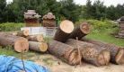 oak logs.JPG
