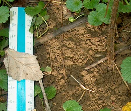 soil peds under raspberry canes
