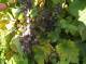 grapes-Sept11-2022.jpg