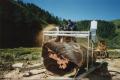 Rimu Portable sawmill cutting a 2 meter diameter 7 meter long 17 ton redwood log.JPG