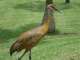 Sandhill_Crane2.JPG