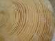 Growth_Rings2.JPG