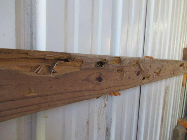 oak lap siding? in Timber Framing/Log construction