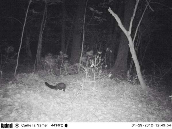 I Accidentally Caught a FISHER CAT!!!! 