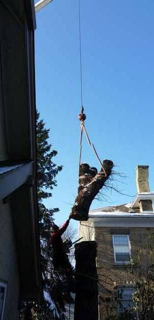 cut and floats away
Burr Oak removal w crane
