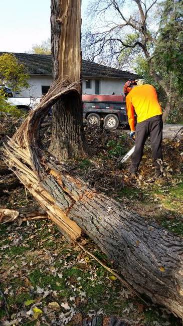 October snowstorm, 2019
taking down the trunk
