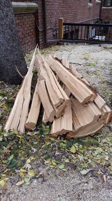 October snowstorm, 2019
shattered oak stem

