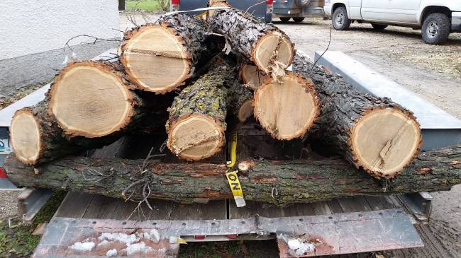 October snowstorm, 2019
oak logs
