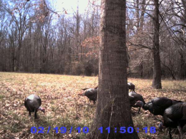 PIC 0020
Small Flock
of Gobblers
