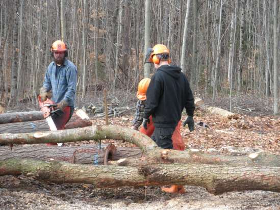 Bucking firewood with a husqvarna 357XP, Paul Smiths college timber harvesting class, fall 2012.
