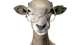 441-goat-glasses-509446407-738x415ts.jpg