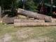 10-3-20_Beautiful_Huge_Red_Oak_Logs.jpg