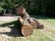 10-3-20_Red_Oak_Huge_Logs.jpg