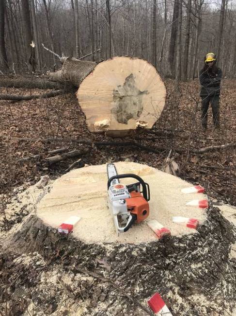 What Chainsaw Do Professional Loggers Use?