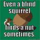Blind_squirrel_finds_a_nut.jpg