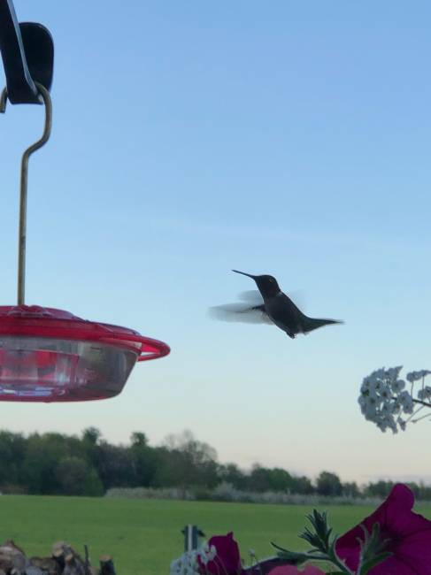 Hummingbird have returned for 2020
