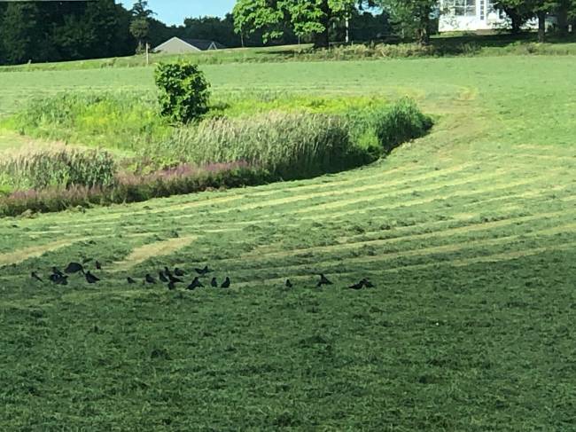Crows 
8/18/2020
